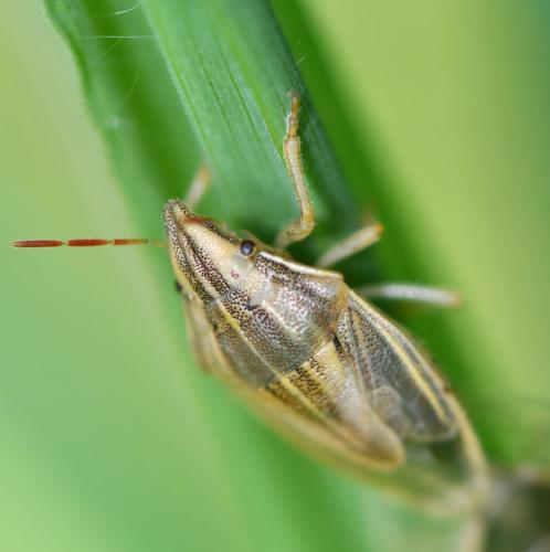 Aelia acuminata